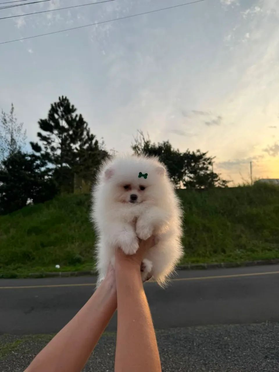 Spitz  Alemão Anão 