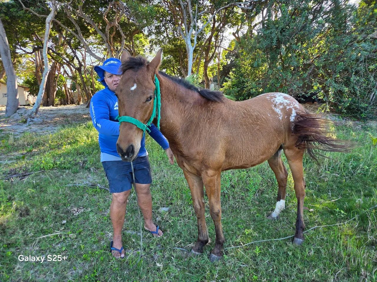 Cavalo quarto de milha 