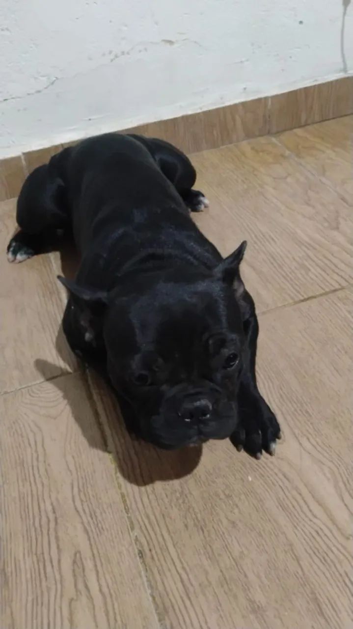 Bulldog francês