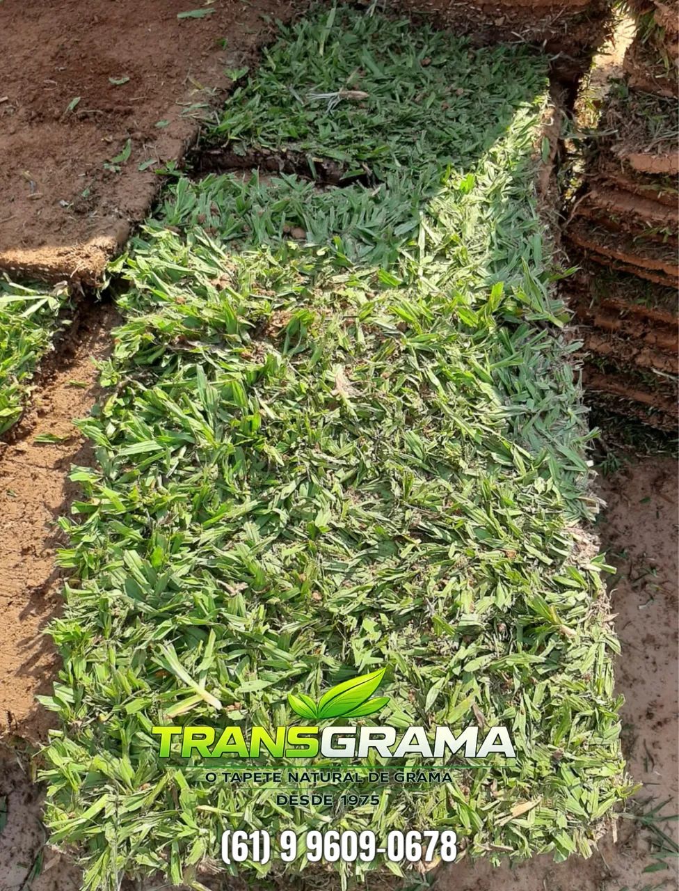 GRAMA BATATAIS, SÃO CARLOS, ZEON.