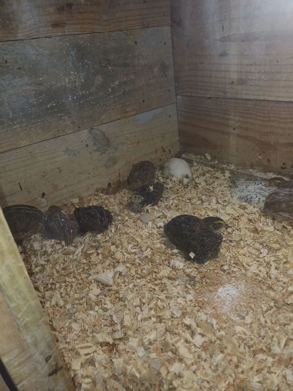 Codornas  - Foto 3