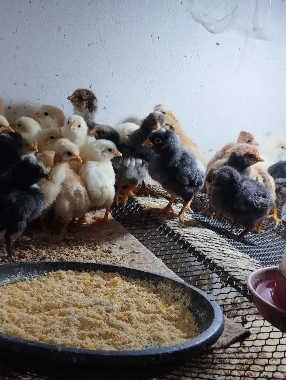 Vendo pintinhos caipira 10 reais cada  - Foto 3