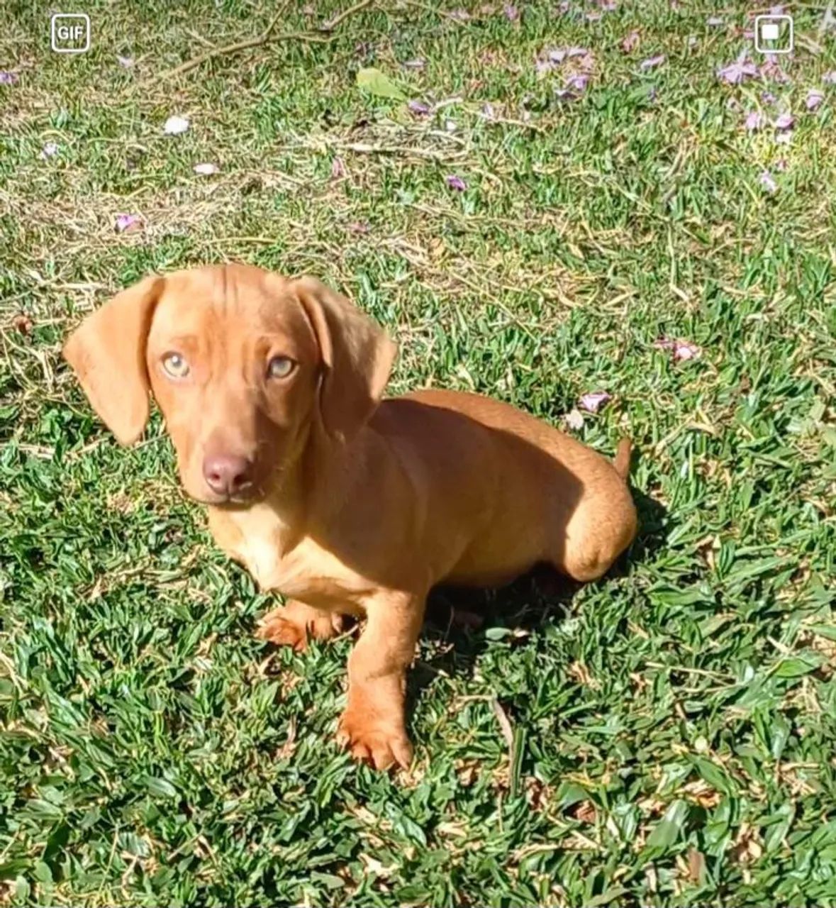 Daschund  - Foto 2