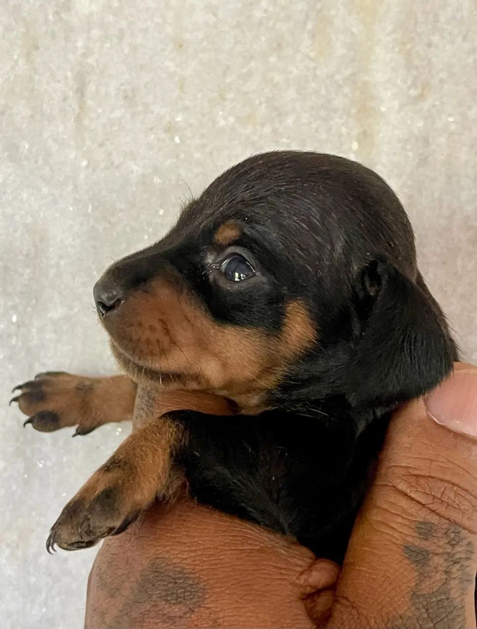 Cachorro  - Foto 3