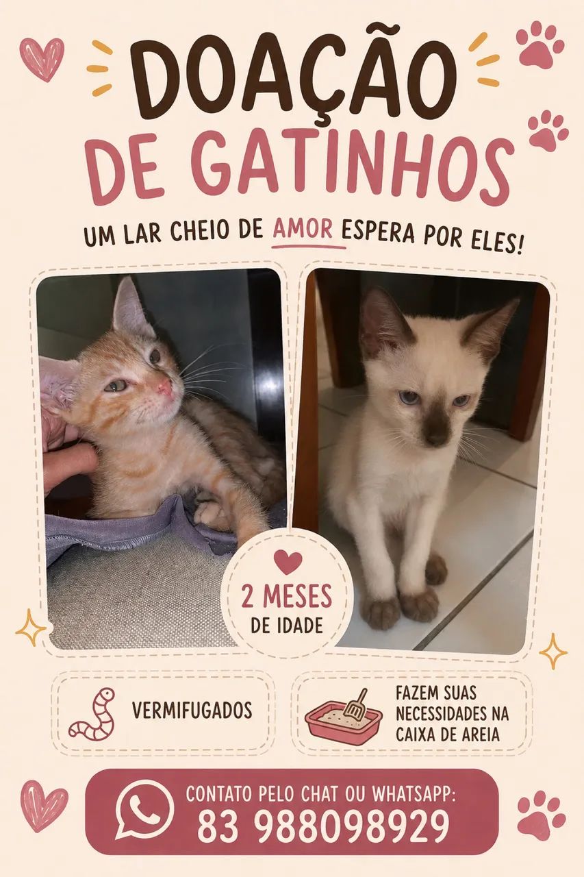 Doação de gatos 