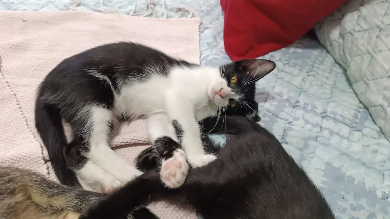 DOAÇÃO DE GATOS URGENTE - Foto 4