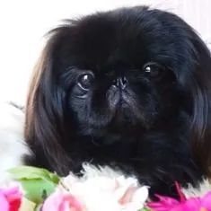 Pequines Filhotes - Foto 2