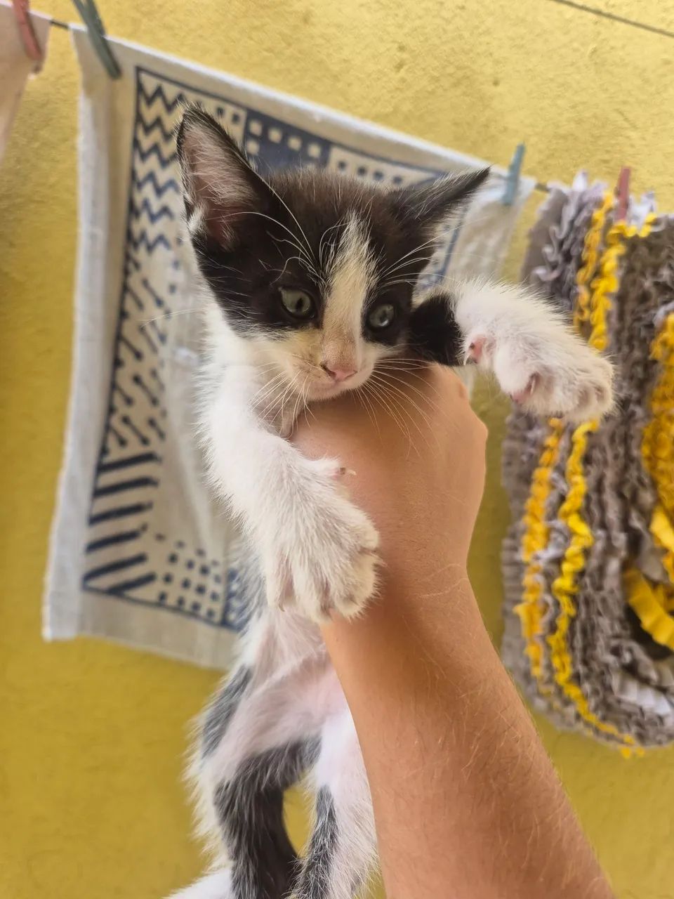 GATINHOS ADOÇÃO - Foto 3
