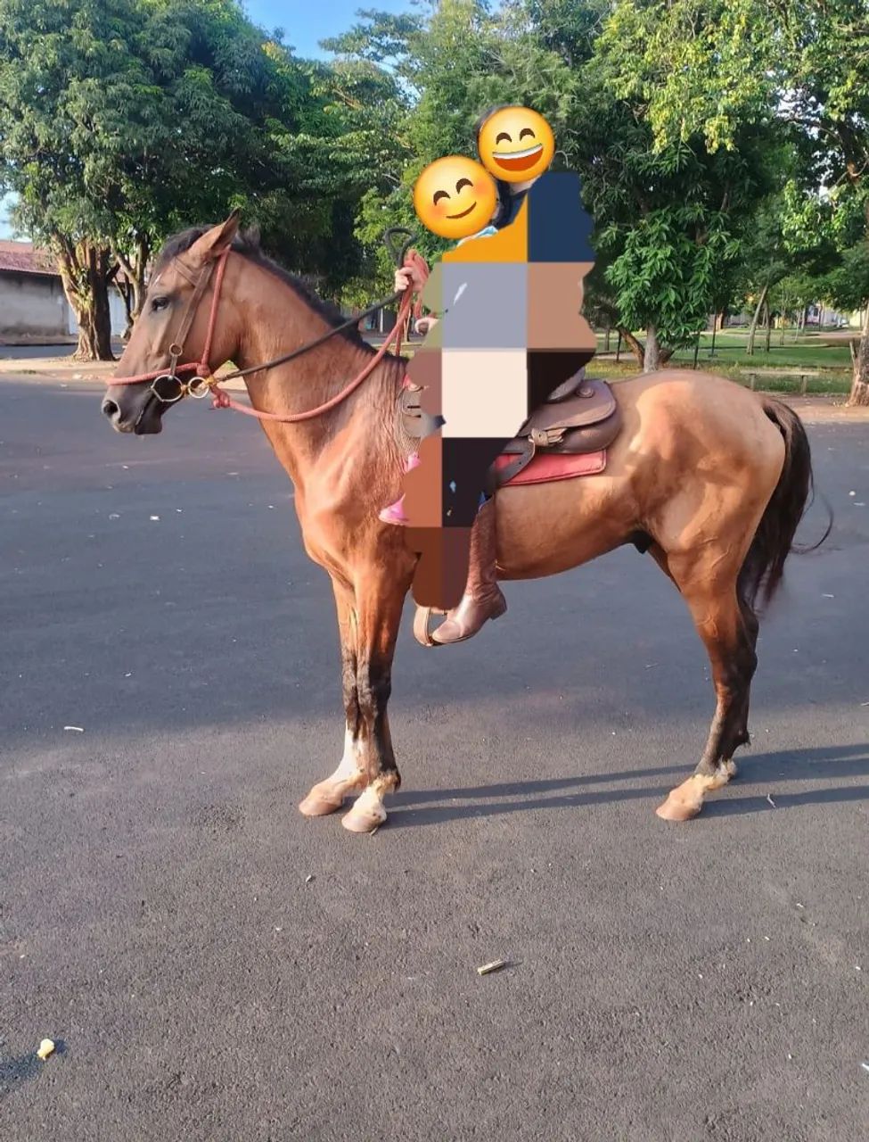 Cavalo baio inteiro 