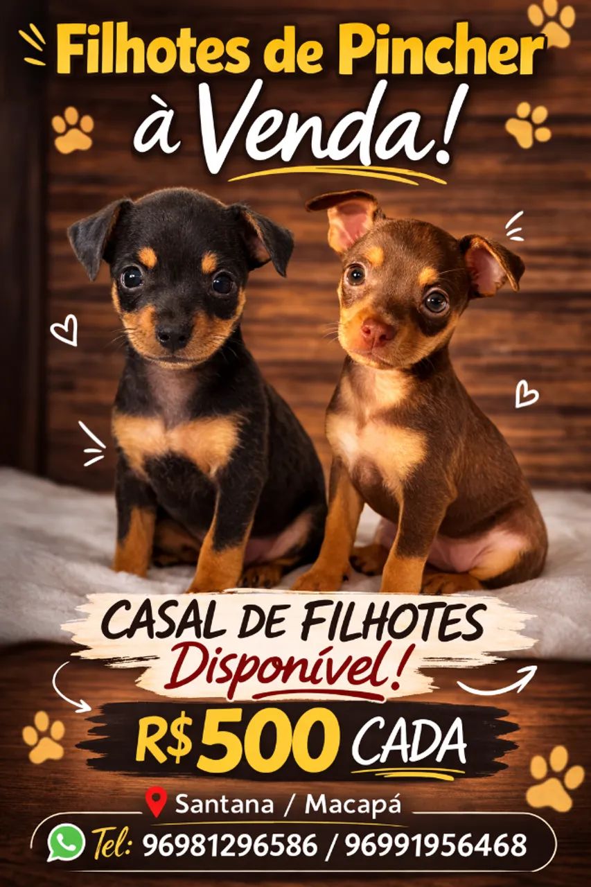 Cachorro Pinscher