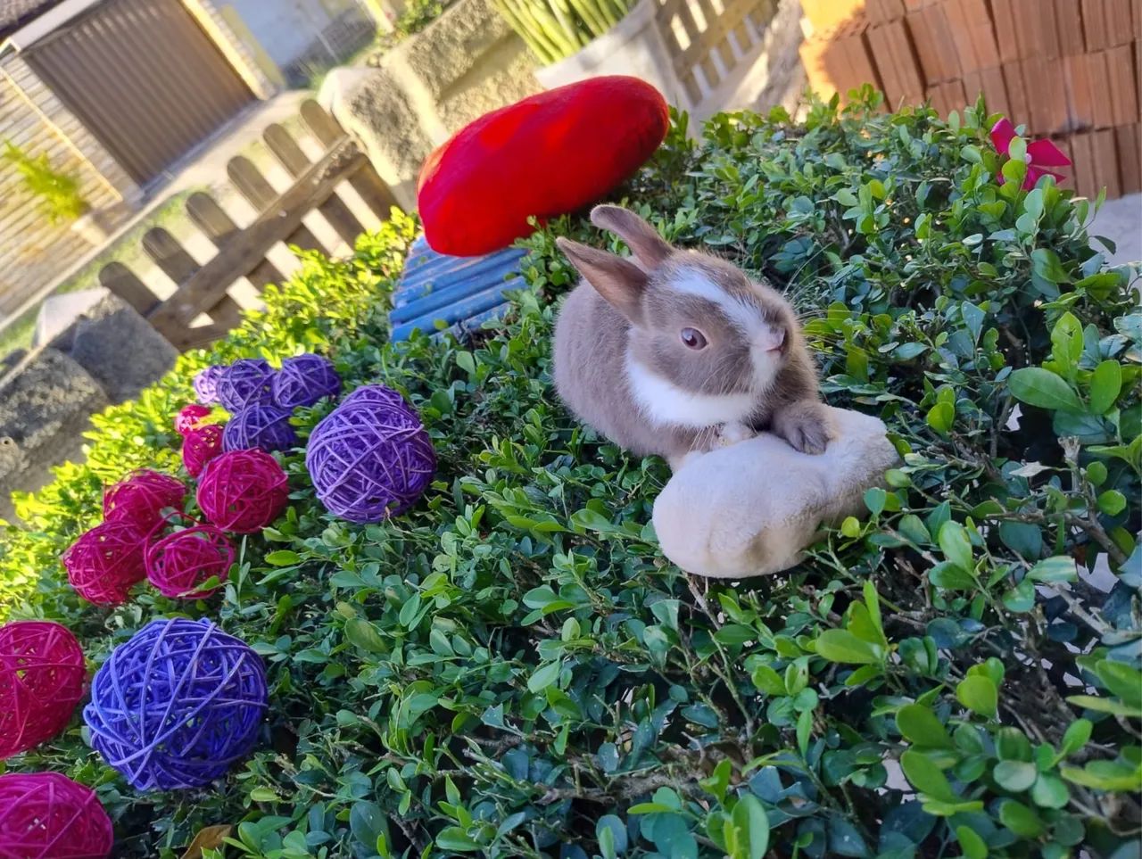 Coelho Netherland Anão - Importado - Foto 6