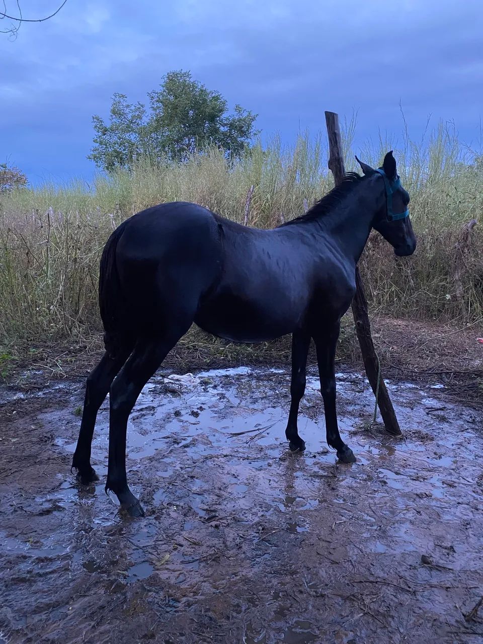 Vende se potra quatro de milha  - Foto 2
