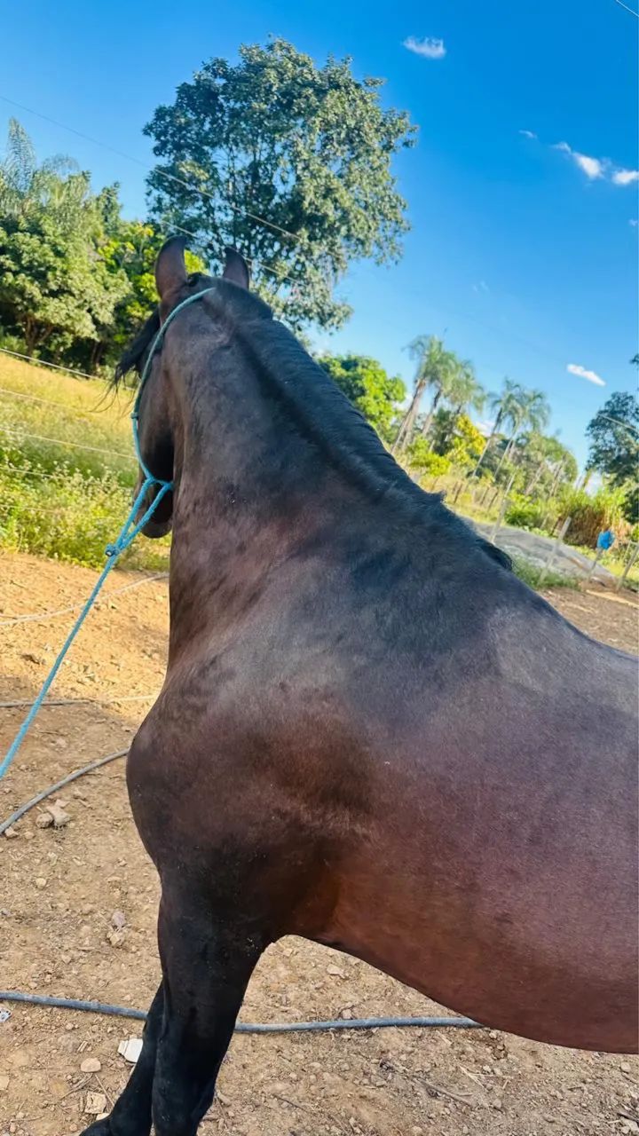 Vendo cavalo