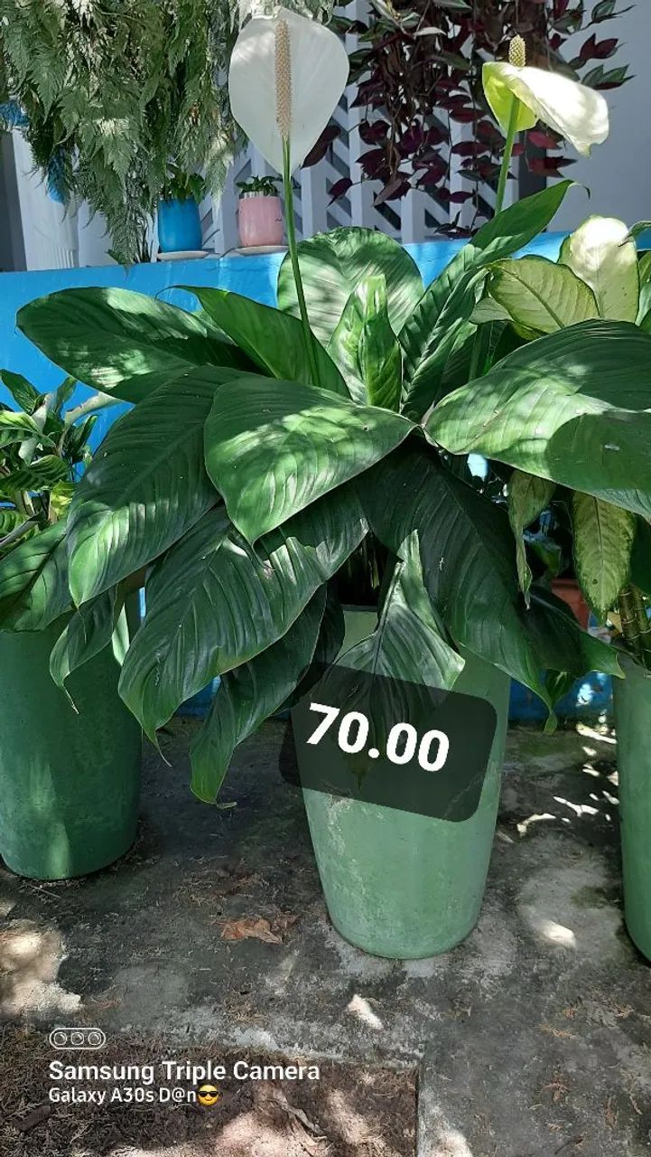 Plantas de dona Nice 