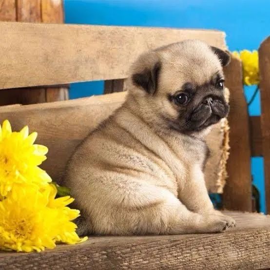 Pug pedigree e microchip  - Foto 2