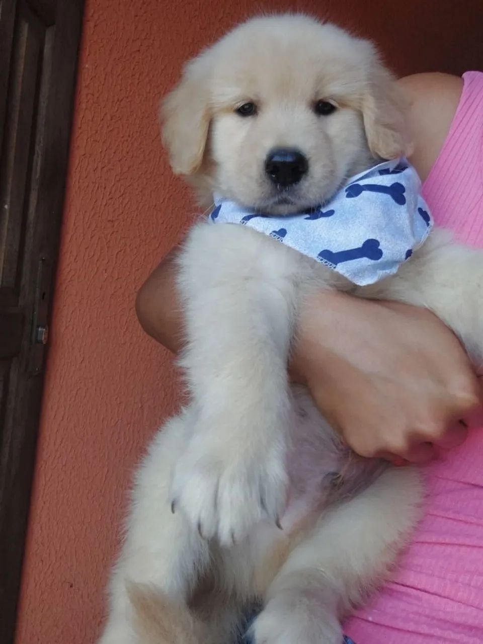 Golden macho - Foto 3