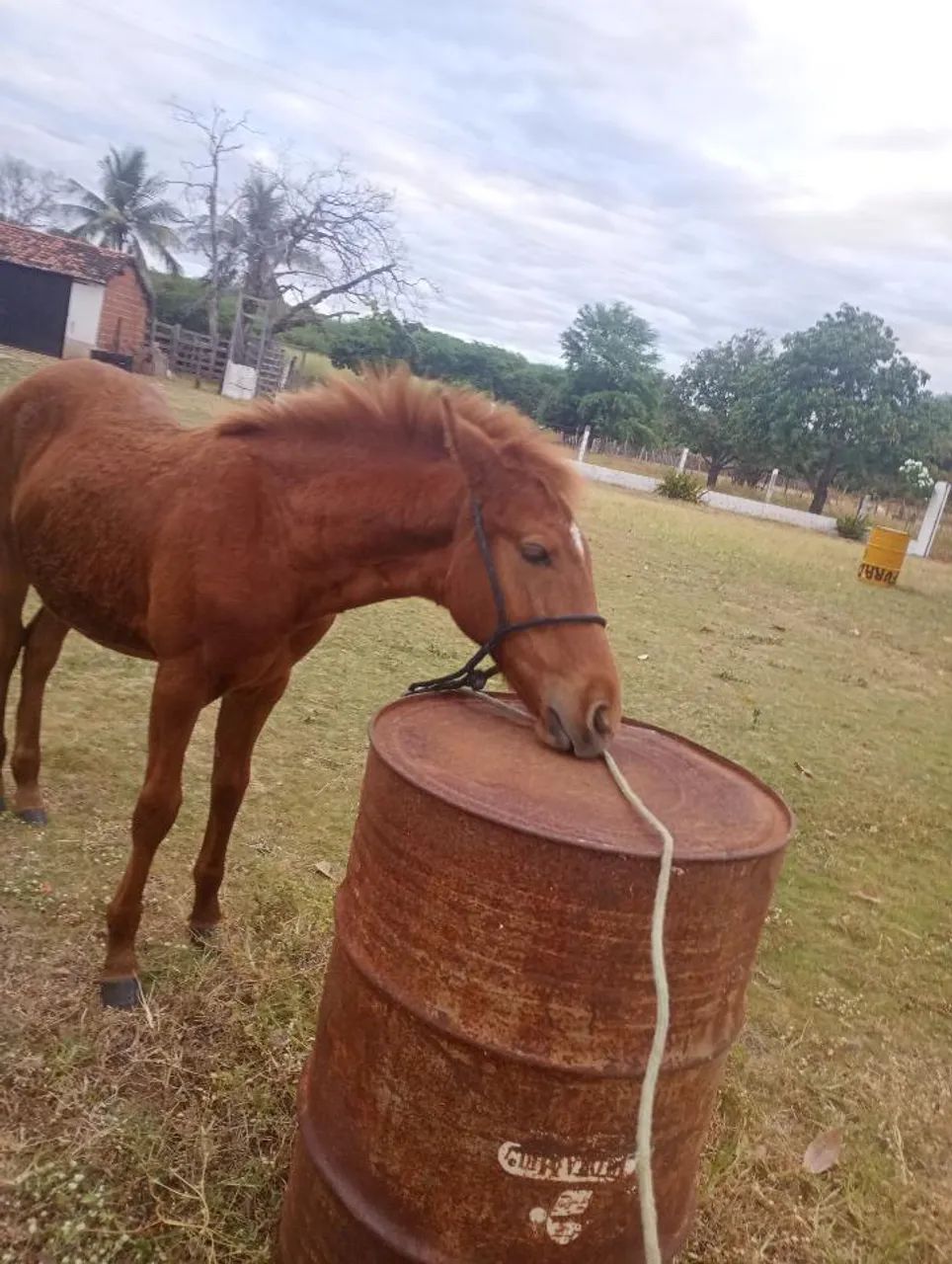 Para troca ou venda - Foto 2