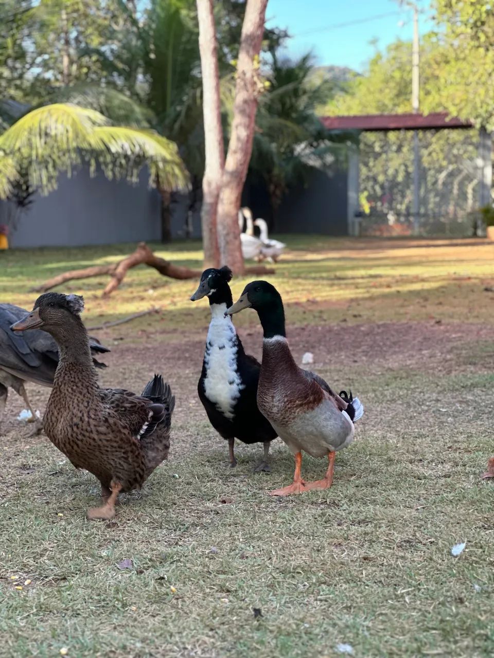MARRECO PEQUIM E POMPOM A VENDA  - Foto 4