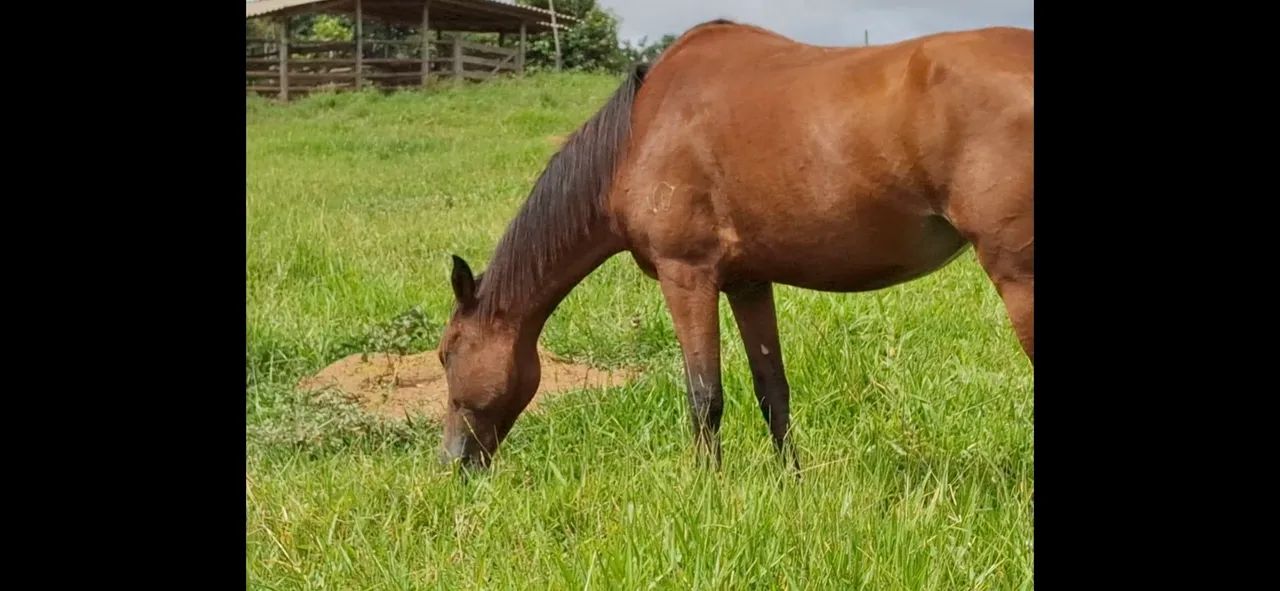 Animais batida  - Foto 6