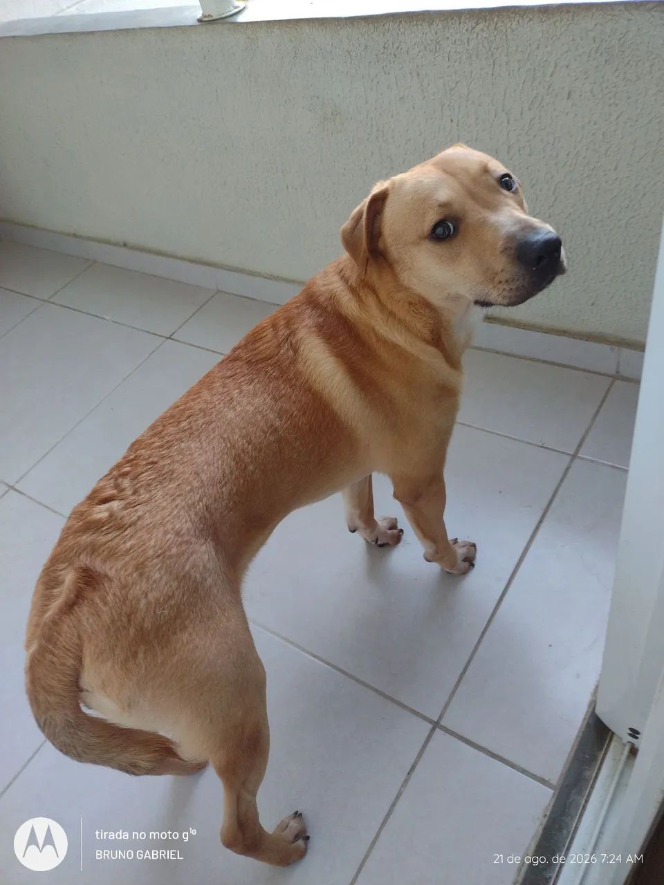 Cachorro pra adoção 