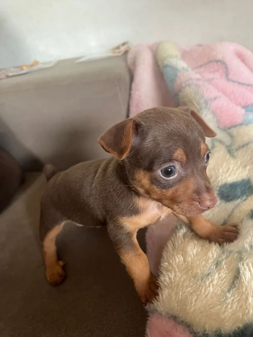 Cachorro  - Foto 4