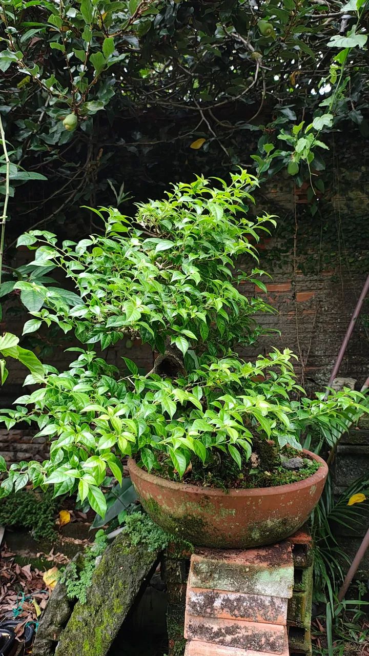 Pré bonsai Bouganvillea primavera - grande - Foto 3
