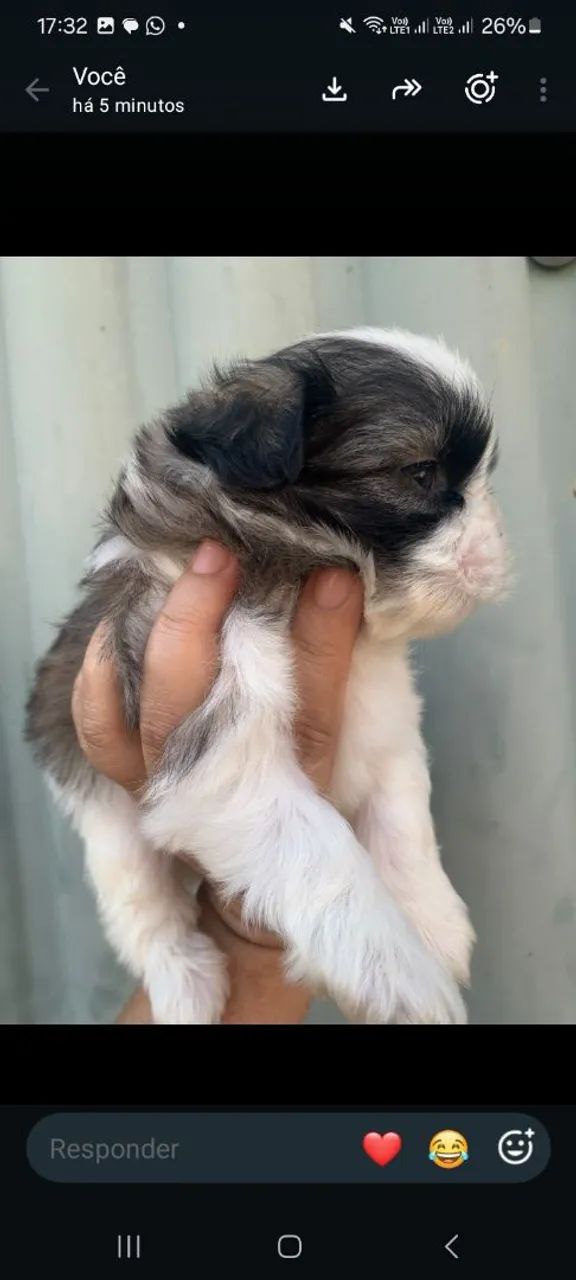 Shihtzu macho disponível  - Foto 2