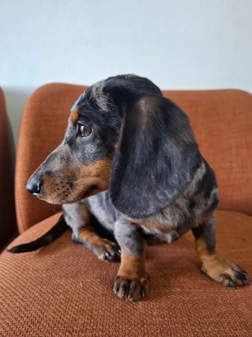 Macho Daschund Alerquim prata - Foto 5