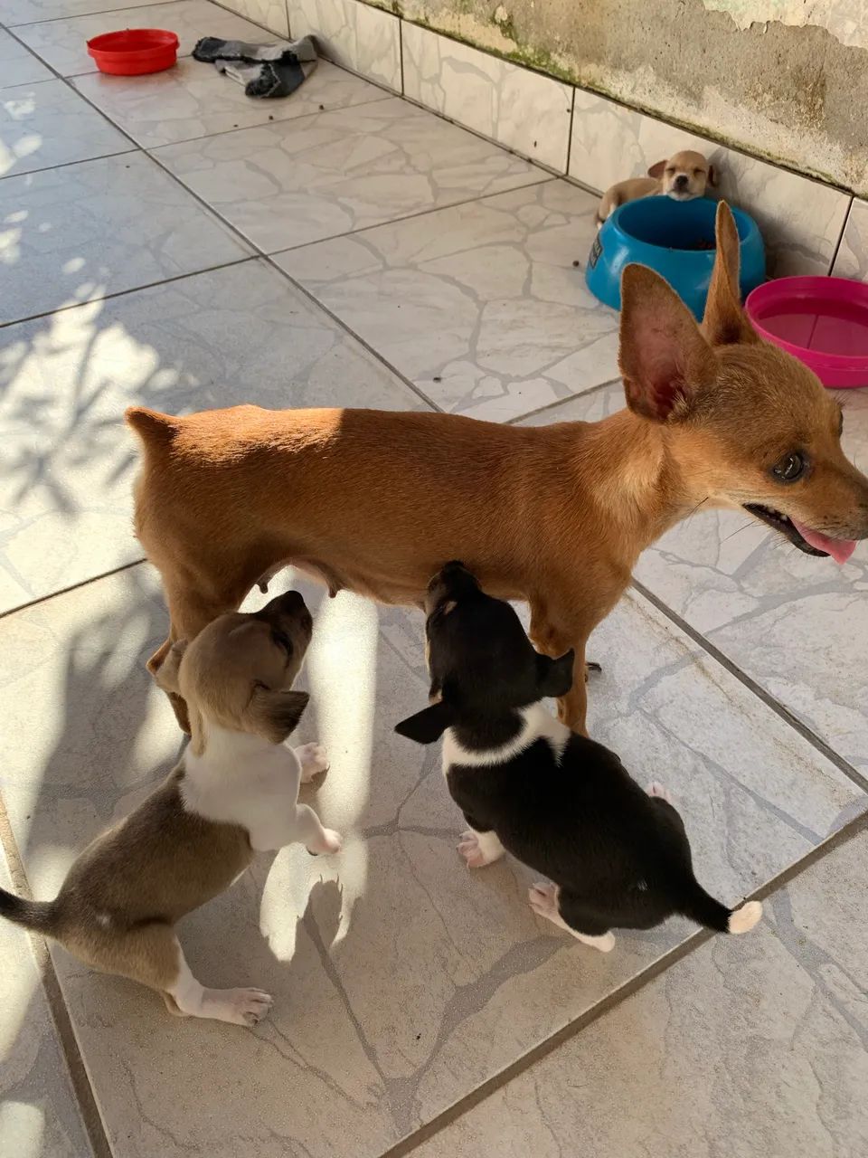 Pinscher 01 - Foto 2