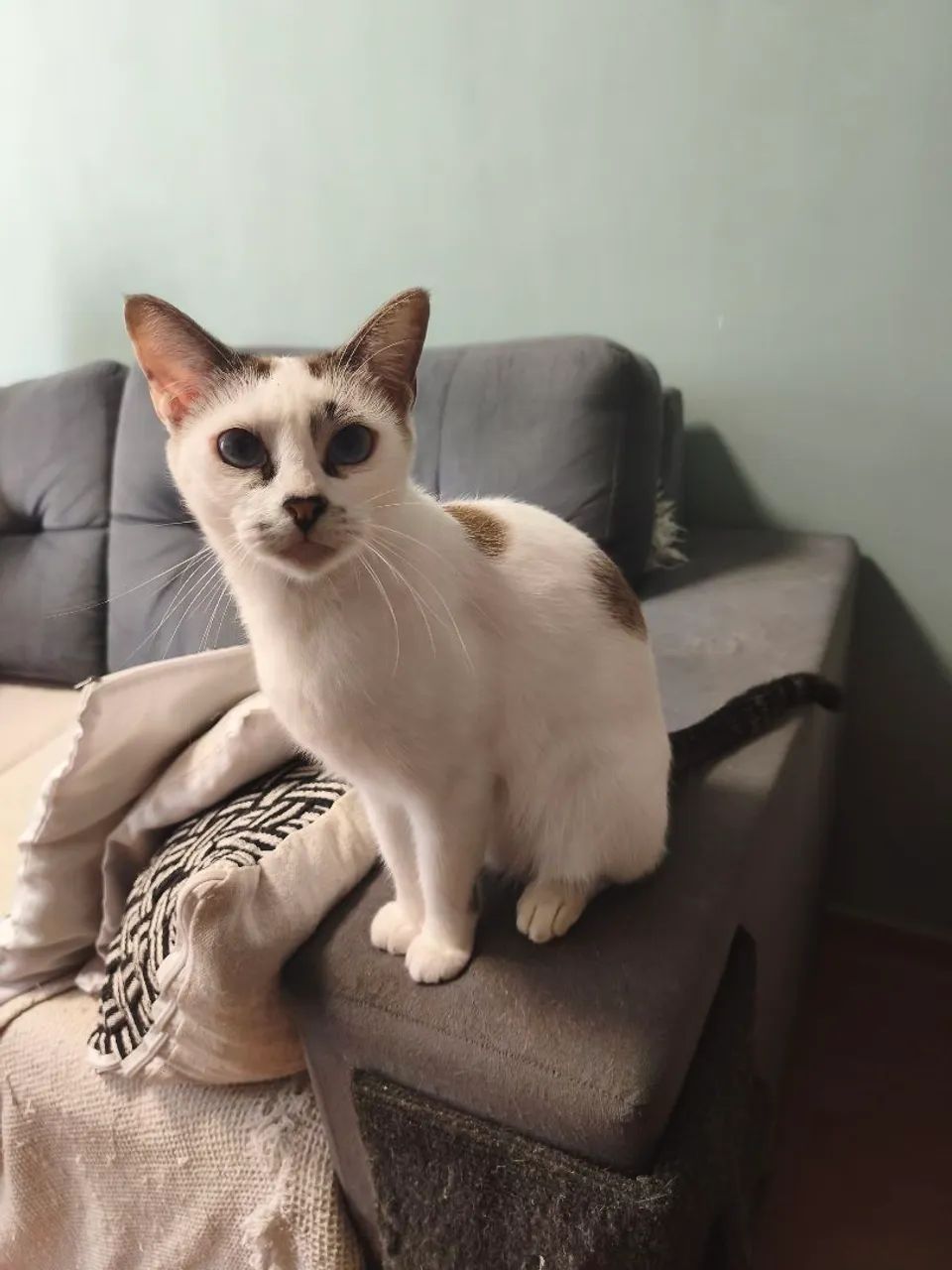 Gatos para Doação - Foto 2
