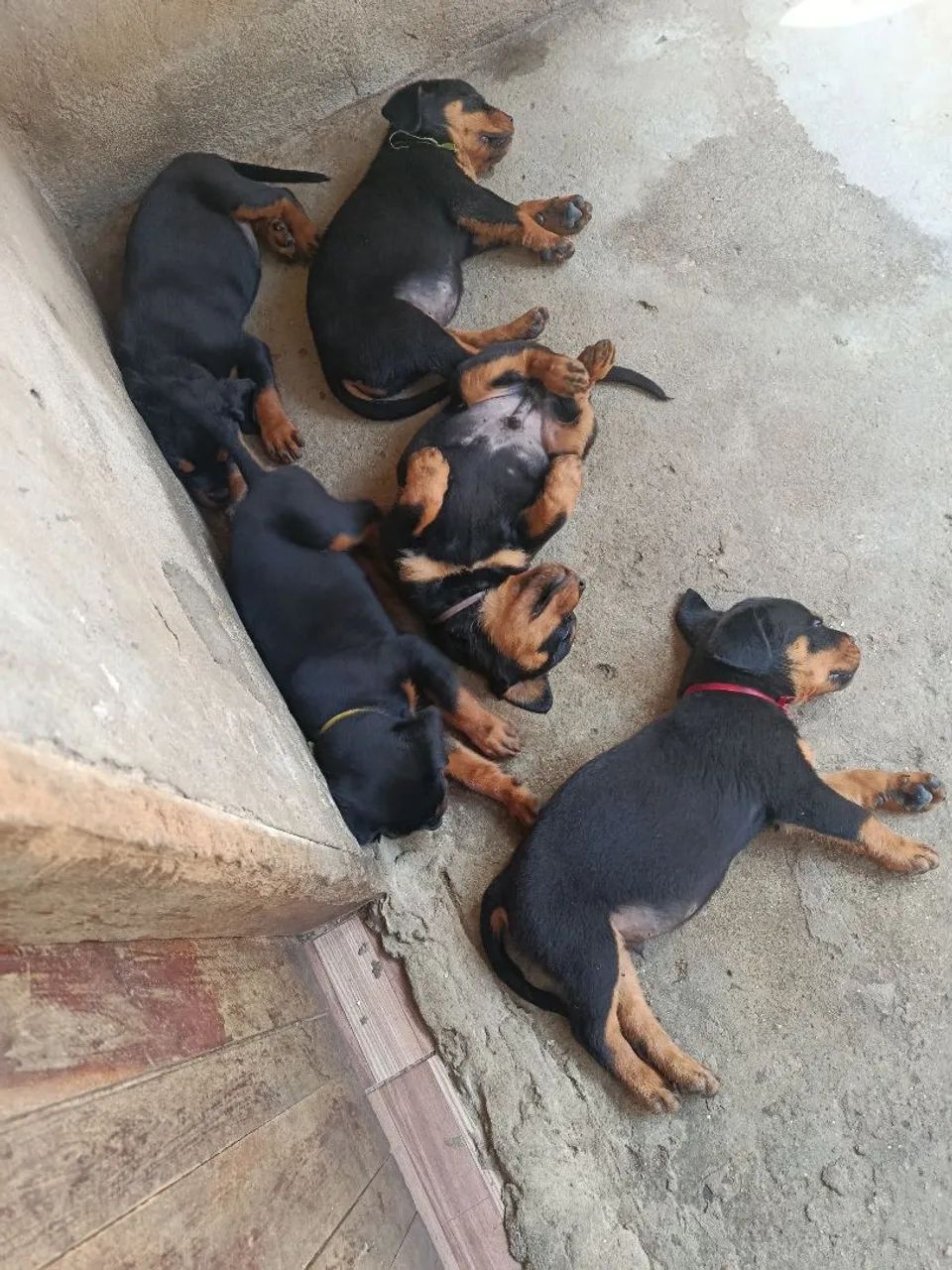 Filhotes de Rottweiler  - Foto 5