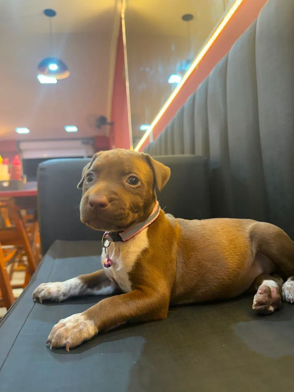 Filhote de pitbull - Foto 4