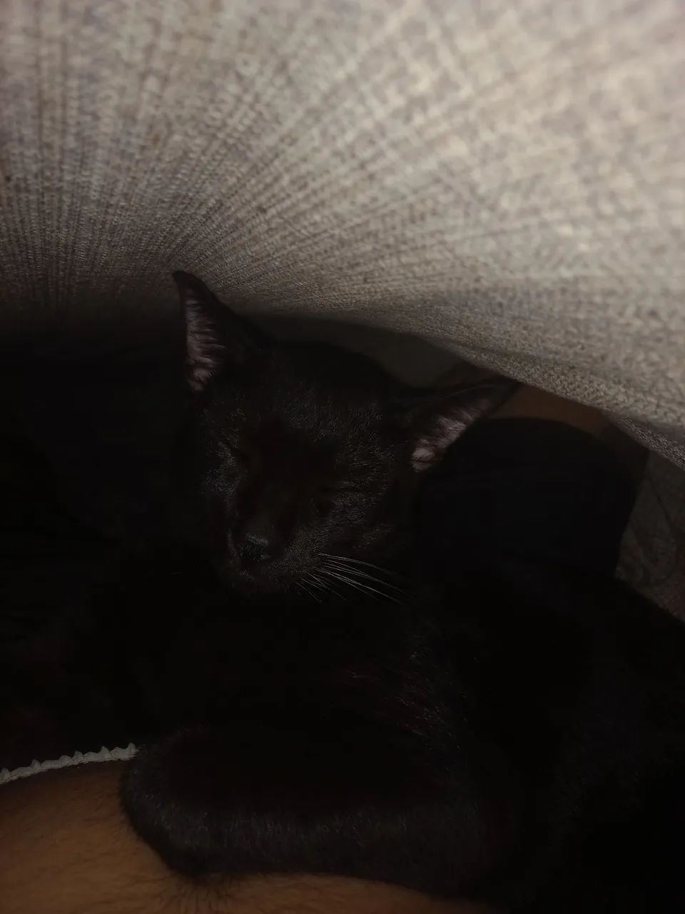 Gato castrado 1 ano de vida. - Foto 4