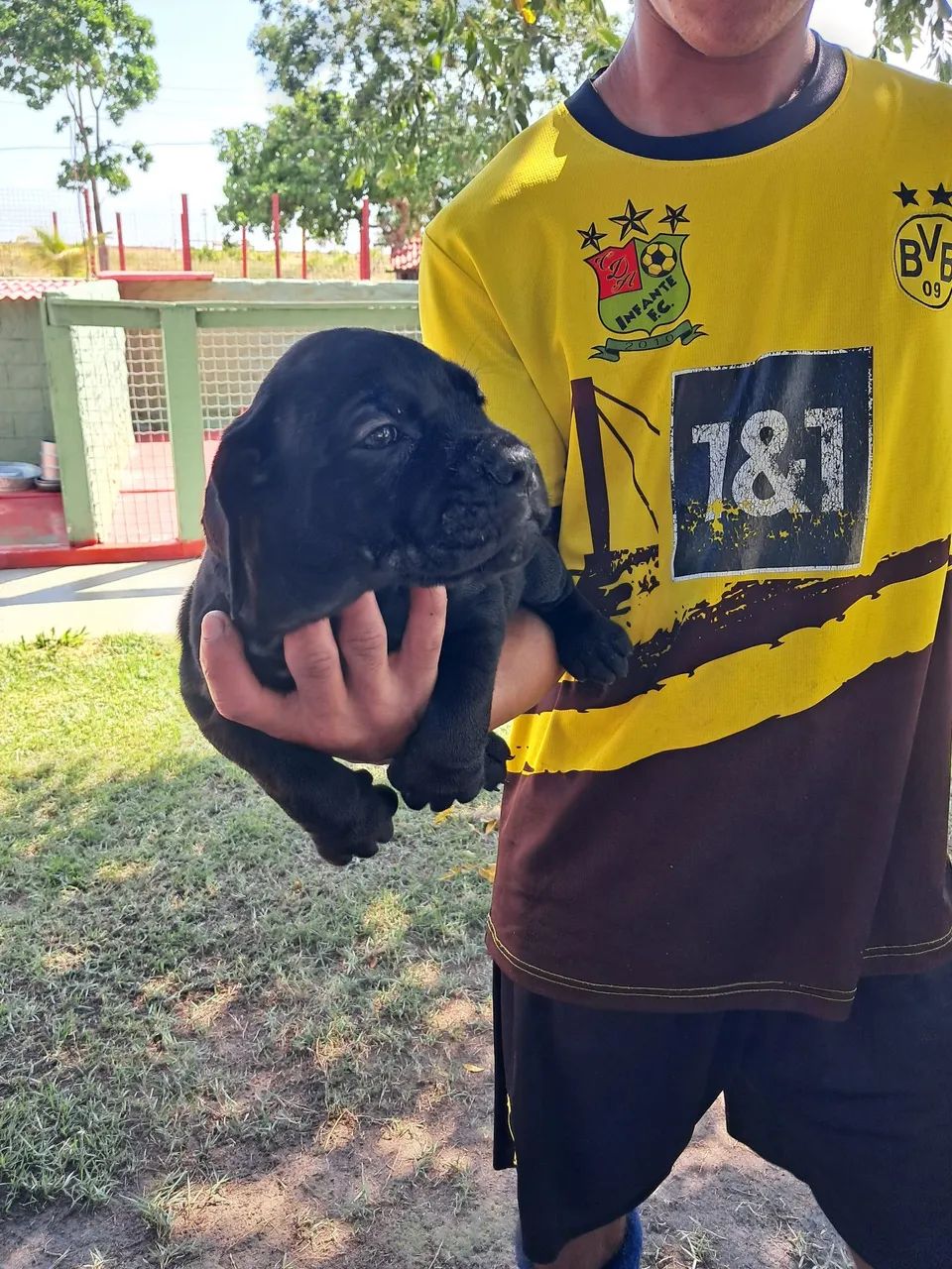 Cane corso italiano - Foto 5