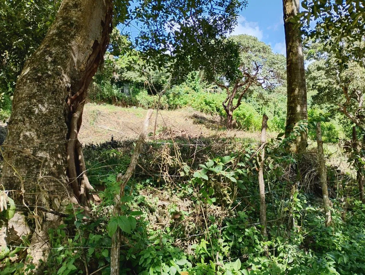 Terreno 1000m2 - Foto 5
