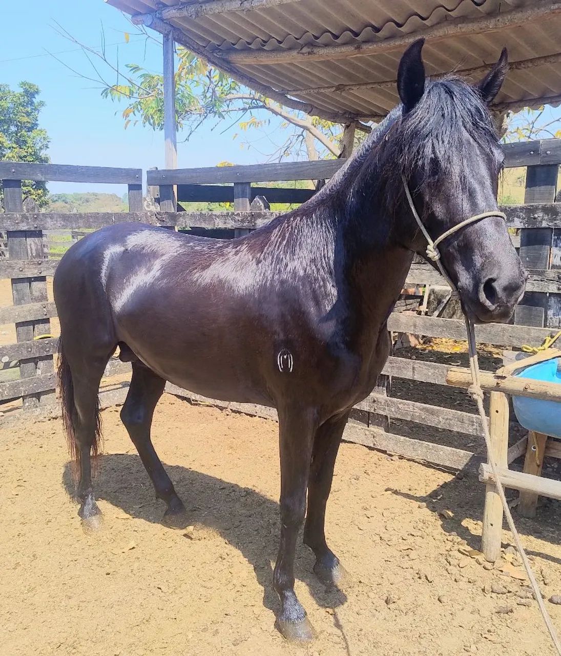 Cavalo - Foto 4
