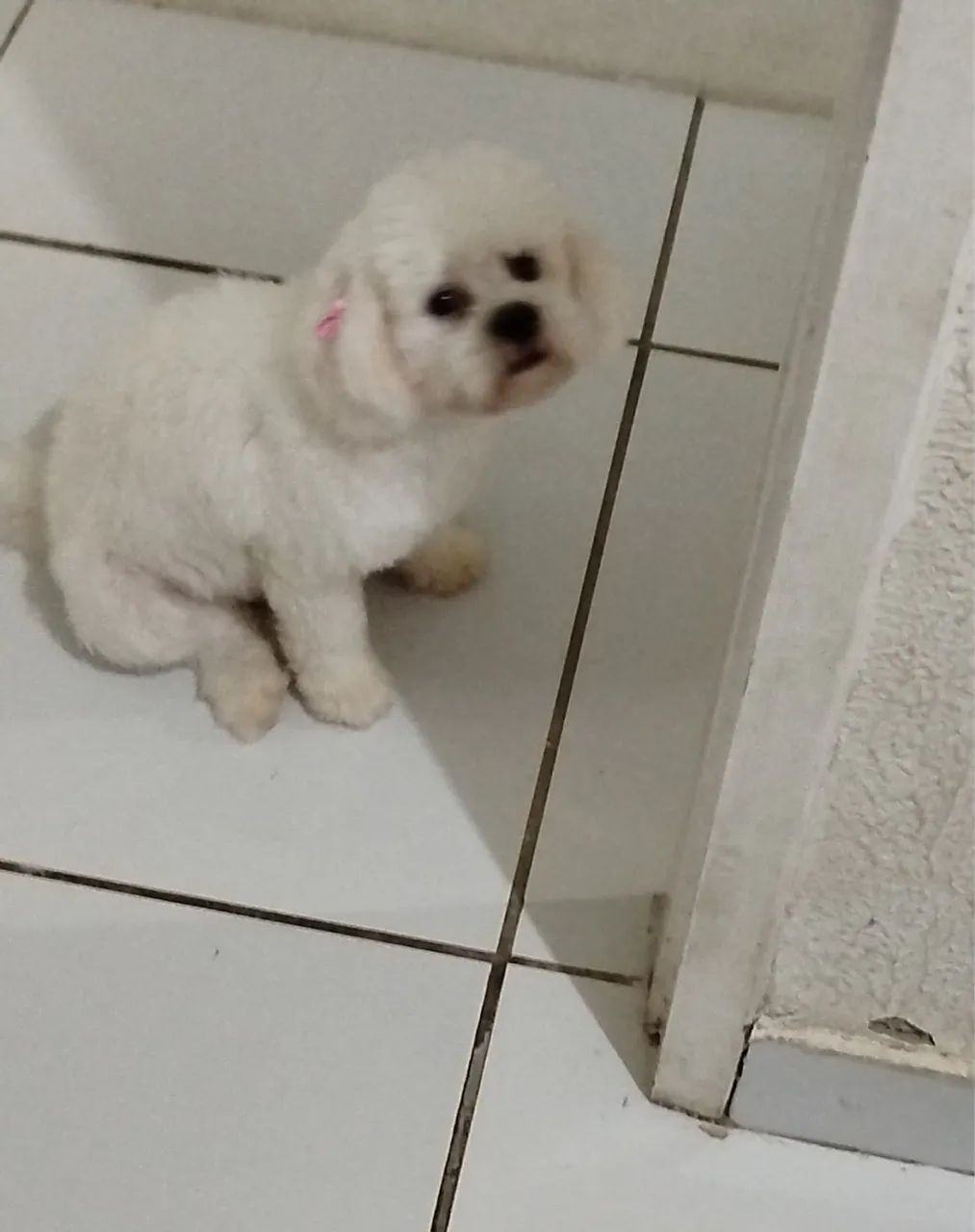 Poodle