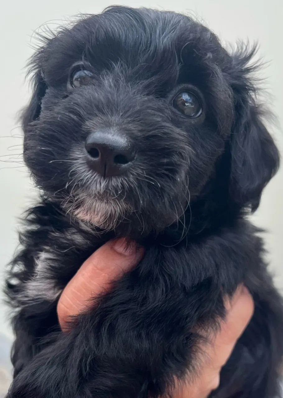 VILHOTE LHASA APSO - Foto 5