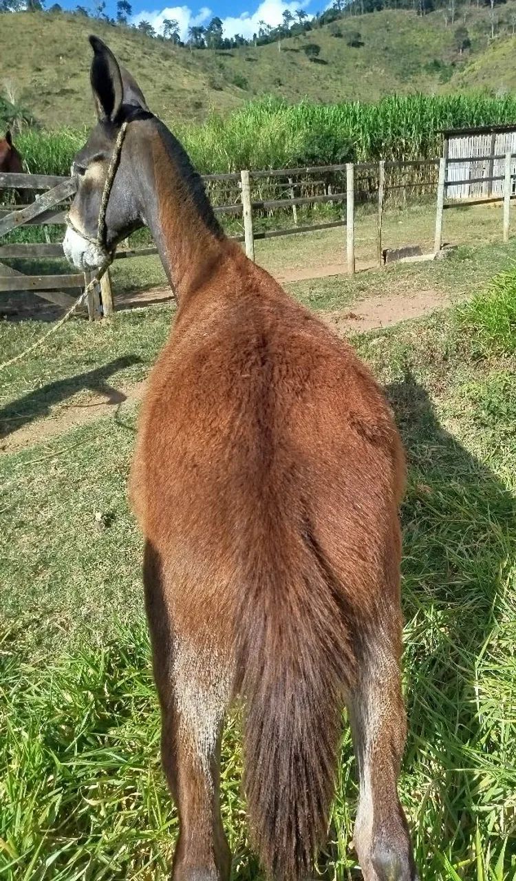 Burro - Foto 5
