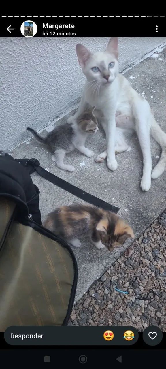Adoção Responsável  - Foto 4
