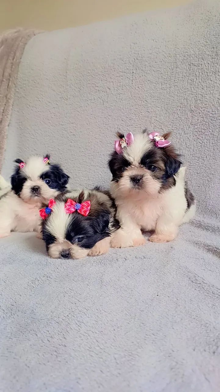 FEMEAS MINI SHIH TZU  - Foto 4