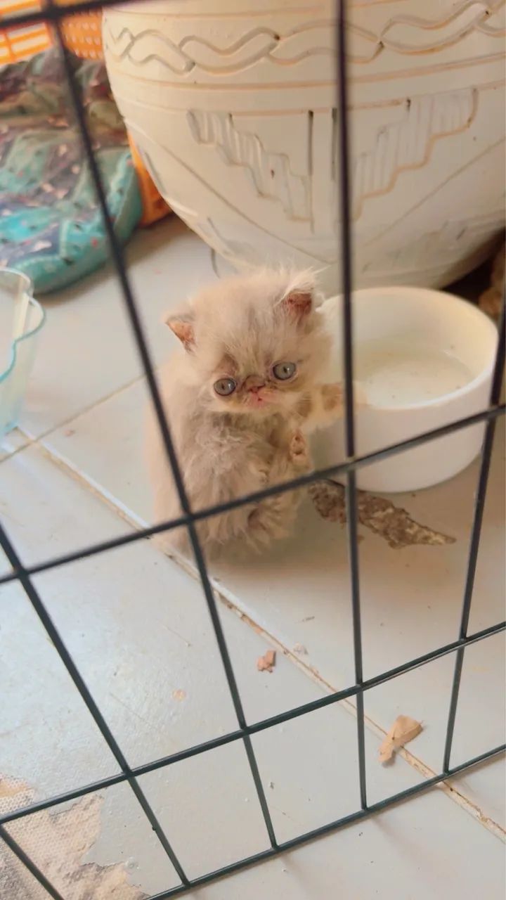 Filhotes de Gato Persa - Padrão Show Disponíveis! - Foto 3