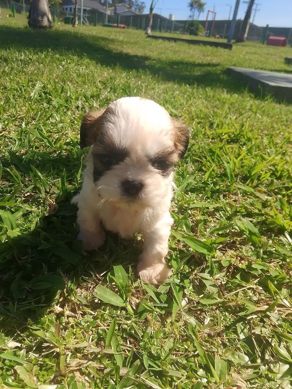Vendo shitzu macho e fêmea 1200 - Foto 2