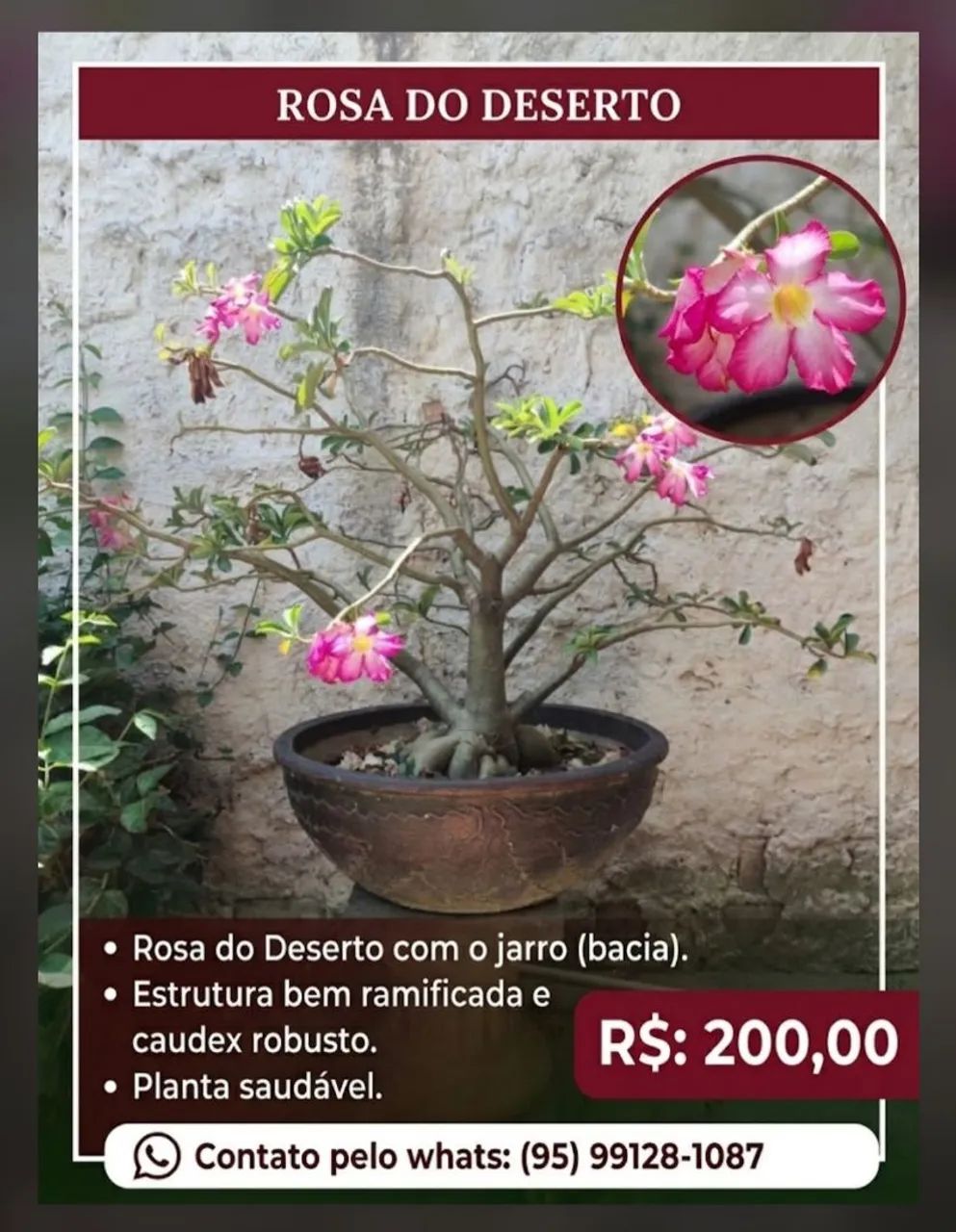 Rosa do deserto