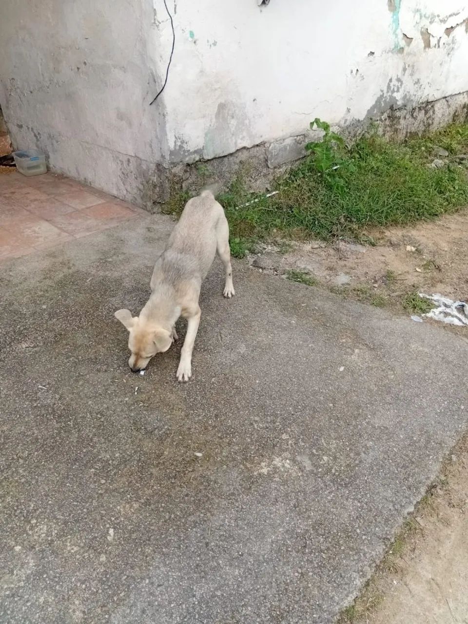 Doação de cão  - Foto 4