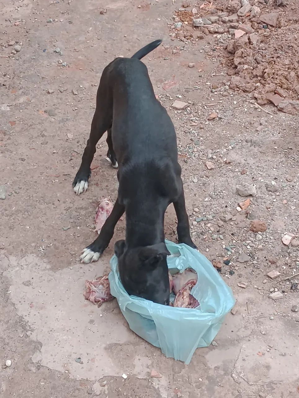 Cachorro Macho  - Foto 2