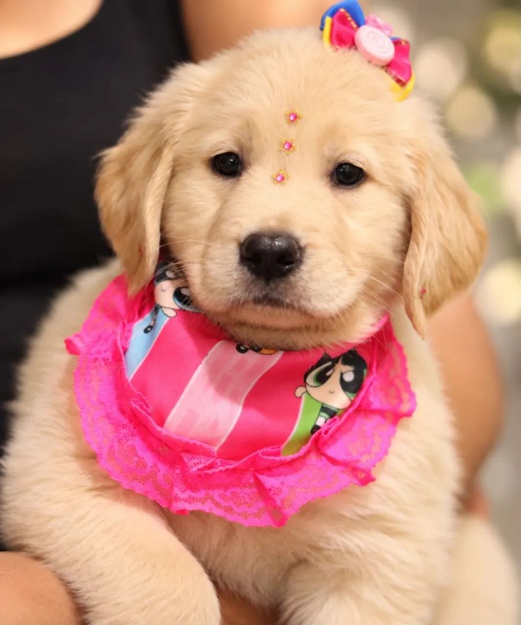 Golden RETRIEVER  - Foto 3