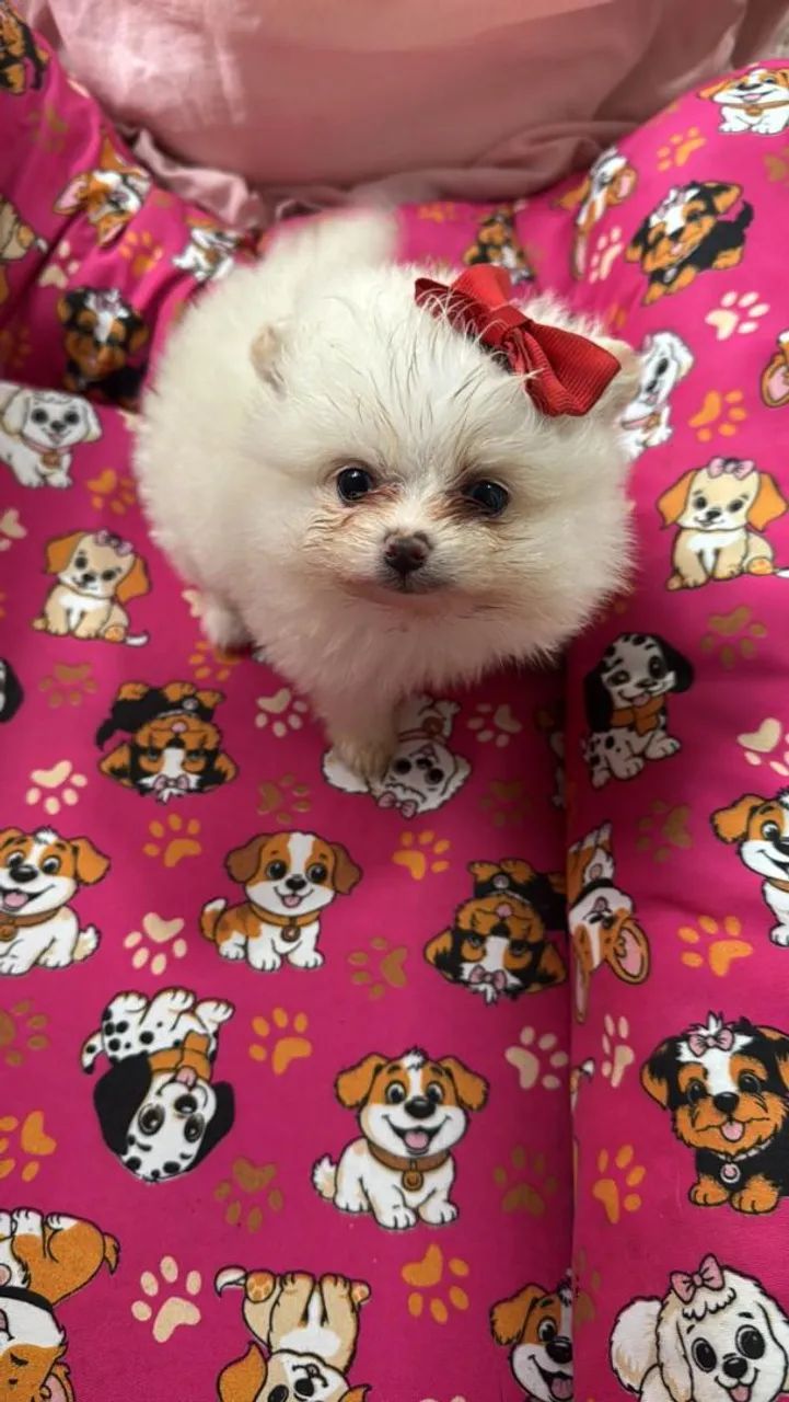 Lulu com pedigree 
