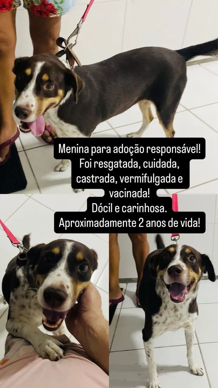 Adoção responsável 