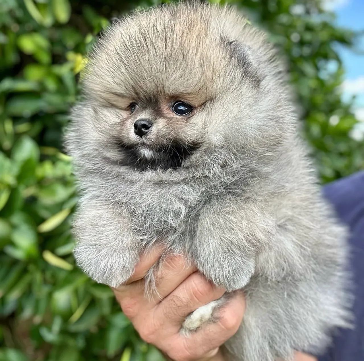 Spitz Alemão, bicolor, macho - Foto 3